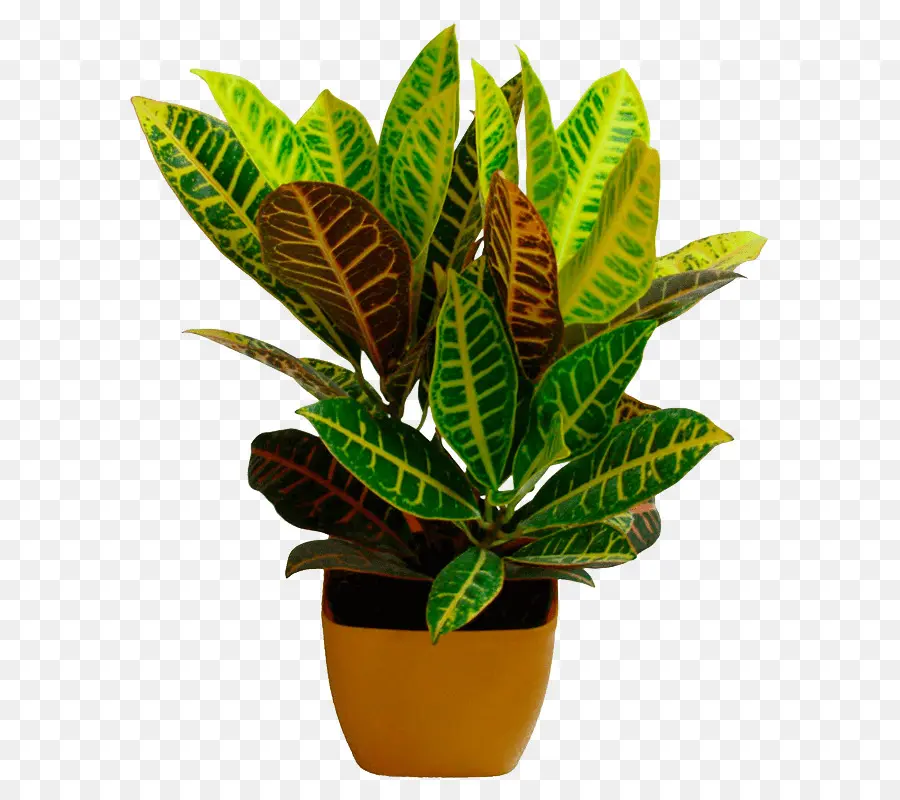 Flowerpot，Folha PNG