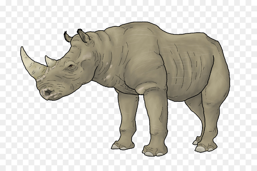 Rinoceronte，Animais PNG