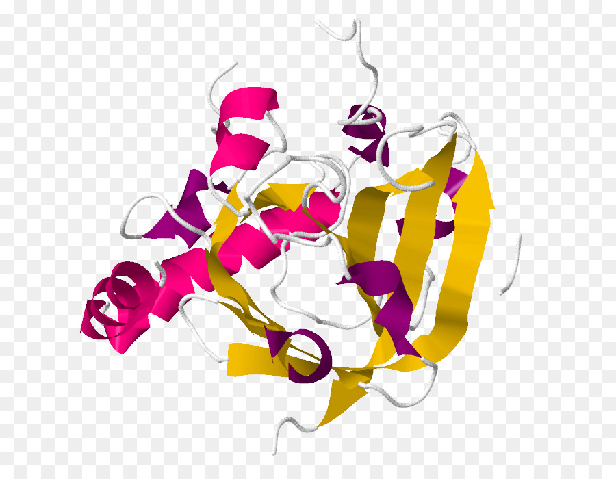 Sortase，Disaccharidase PNG