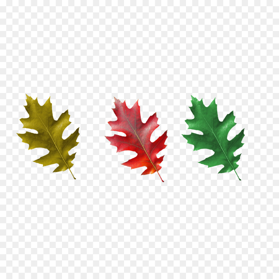 Maple Leaf，Folha PNG