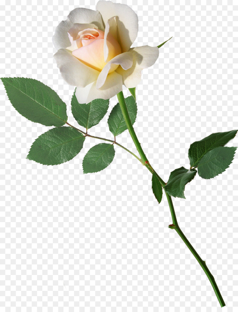 Rosa Rosa，Florescer PNG