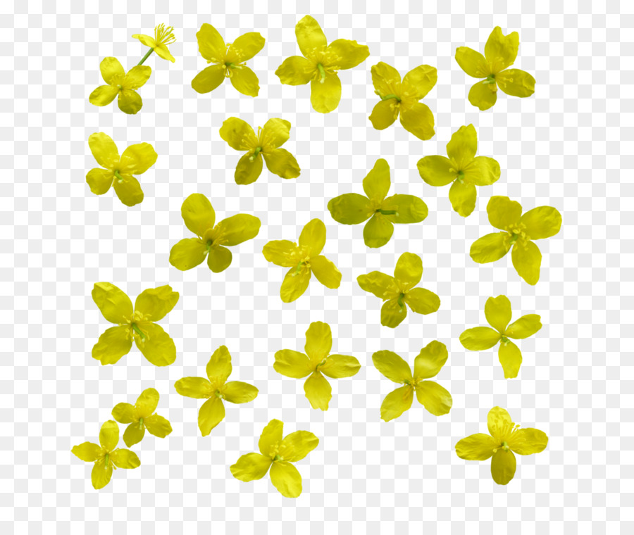 Amarelo，Flor PNG