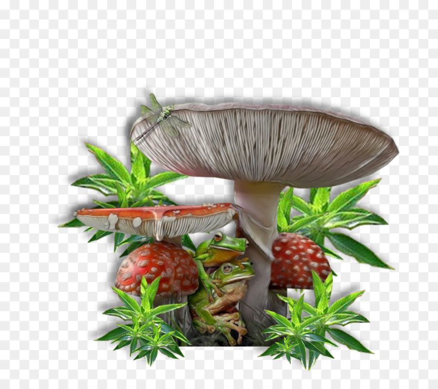 Cogumelo，Planta PNG