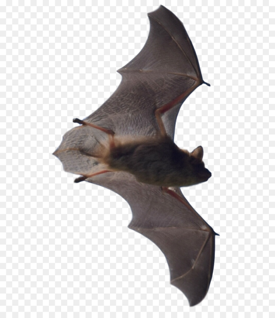 Bat，Sótão PNG