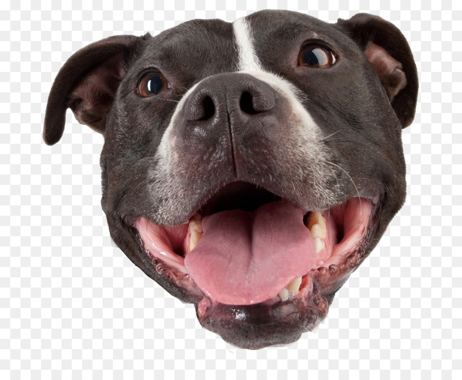 Pit Bull，American Pit Bull Terrier PNG