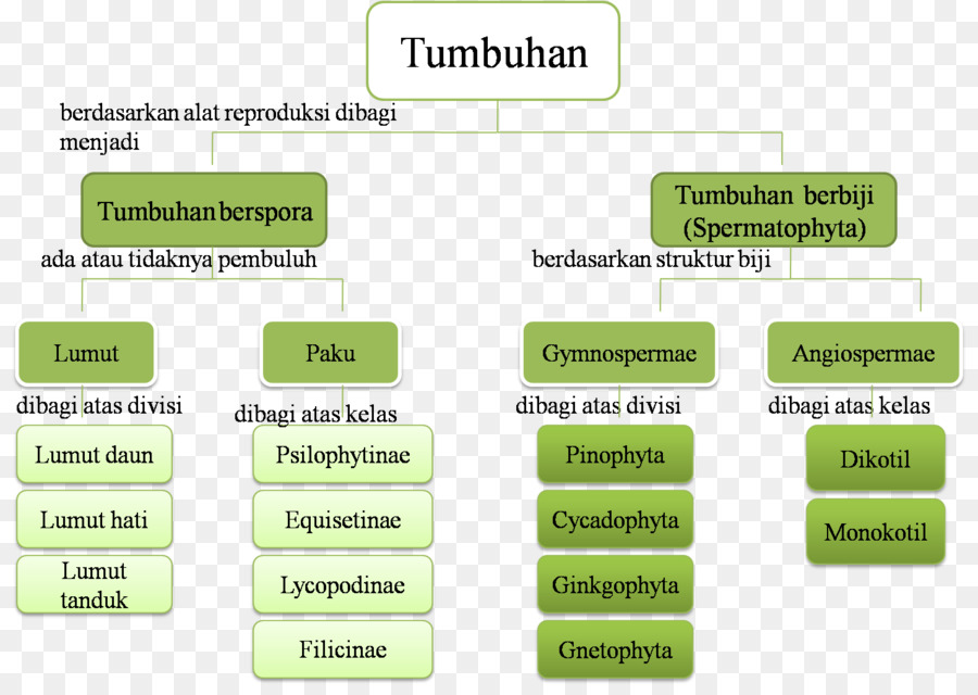 Gráfico De Classificação De Plantas，Botânica PNG