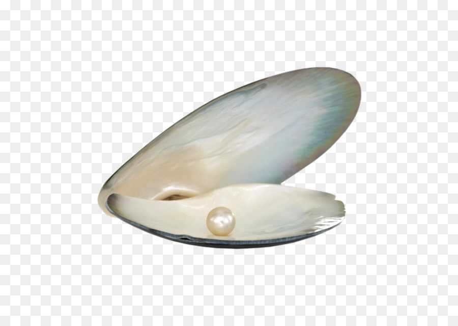 Pérola，Seashell PNG