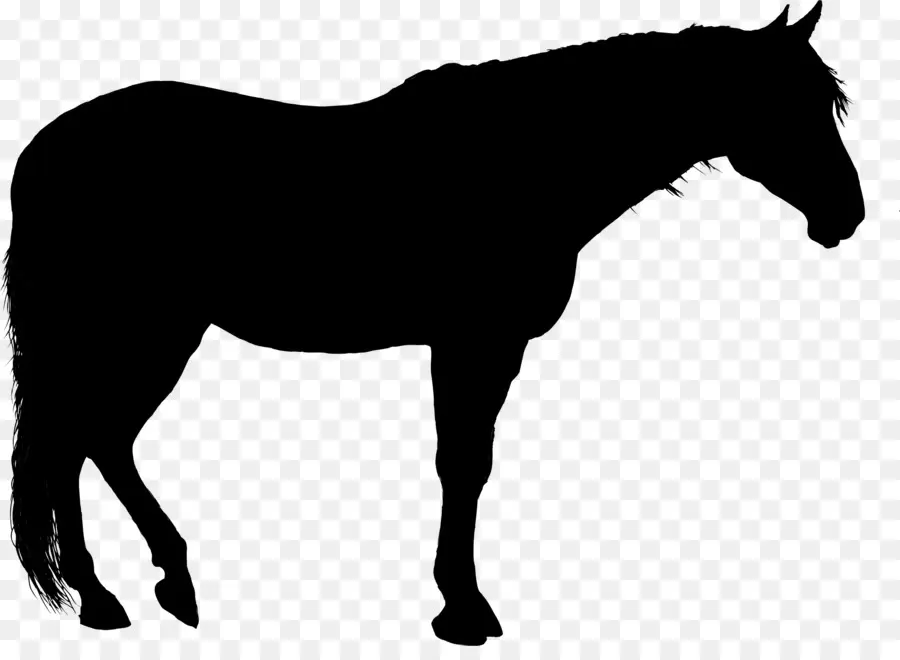 Cavalo，Silhueta PNG