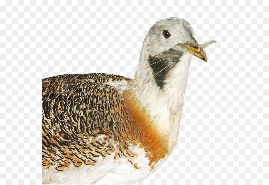 A Abetarda，Aves PNG