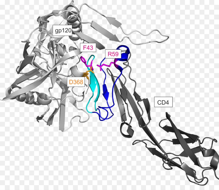 Cd4，Envelope Glicoproteína Gp120 PNG