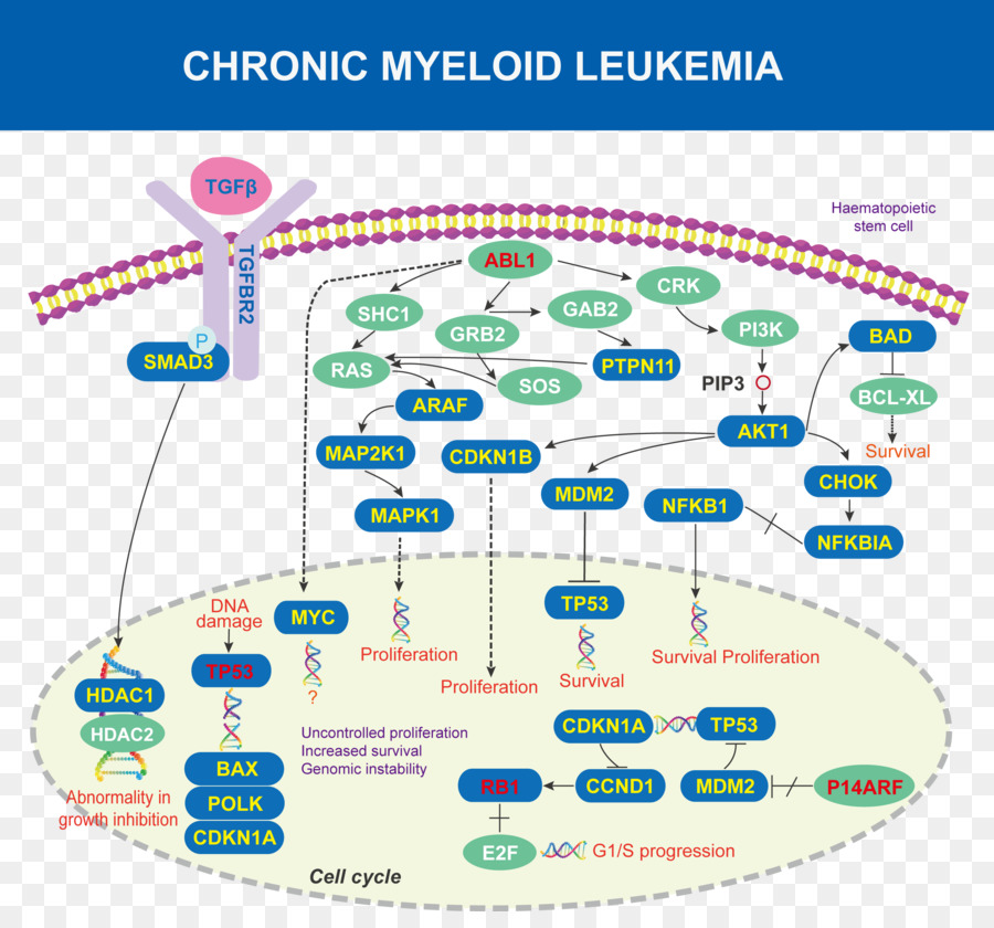 A Leucemia Mielóide Crônica，Abl PNG