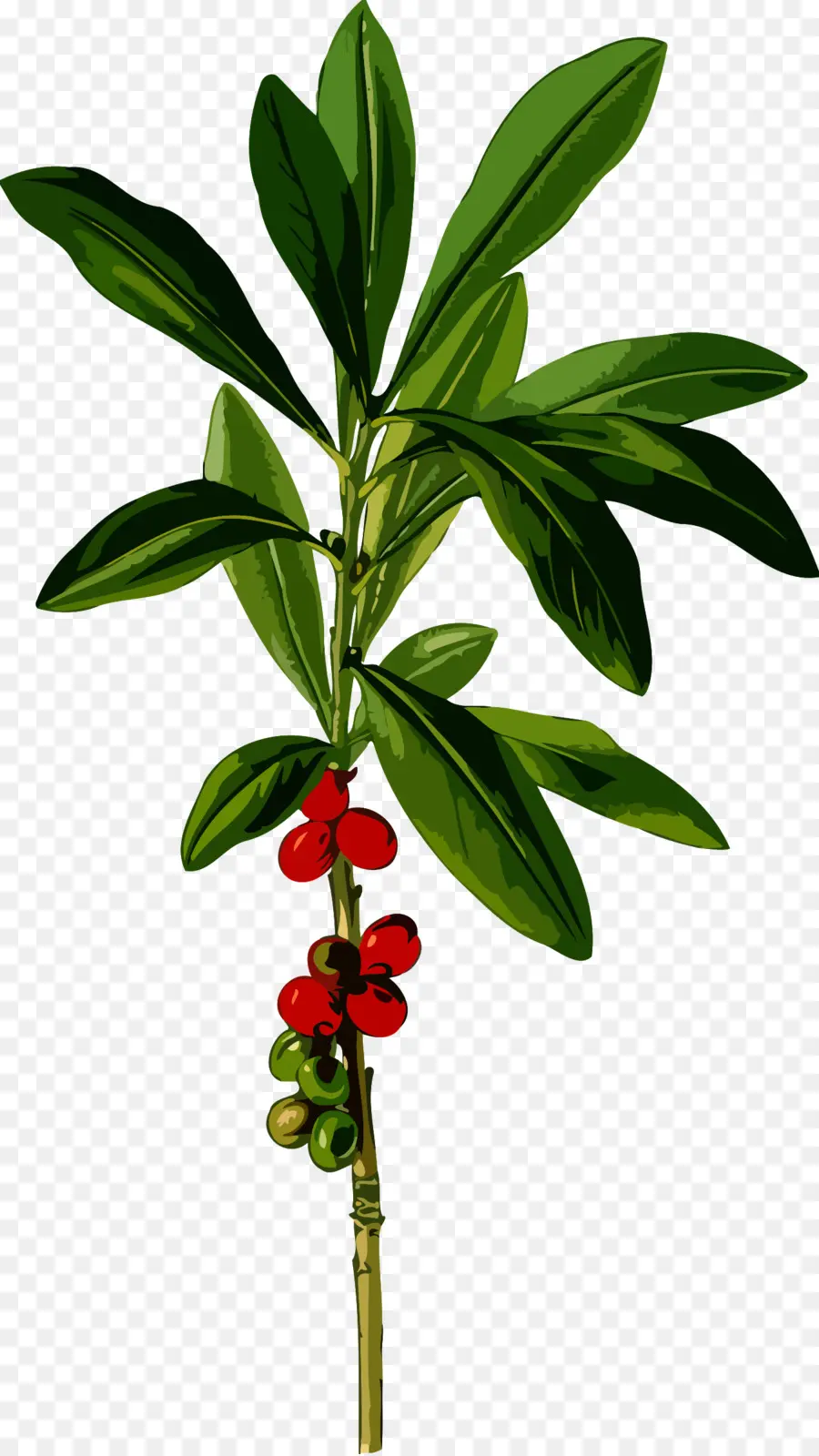 Planta De Café，Folhas PNG