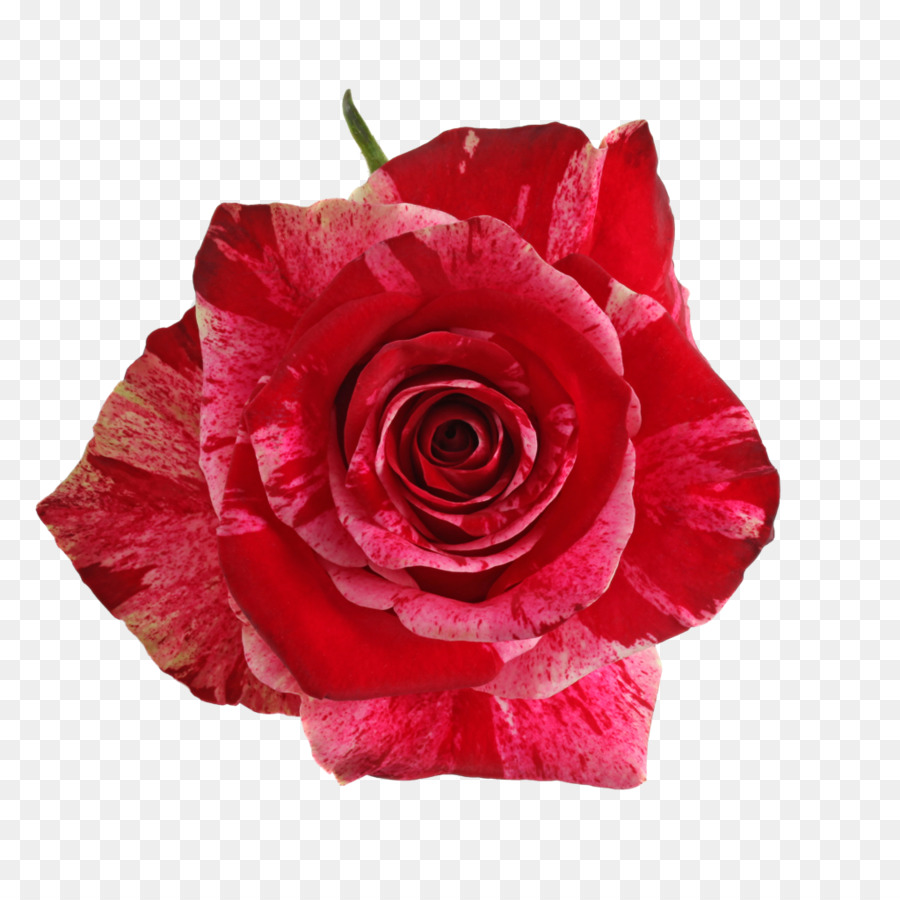 As Rosas Do Jardim，Vermelho PNG