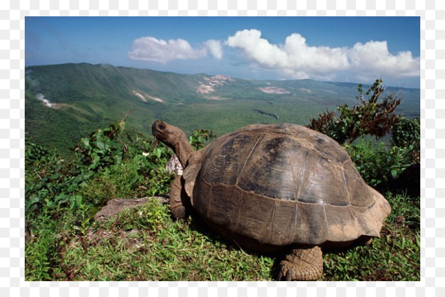 Tartaruga Gigante，Réptil PNG