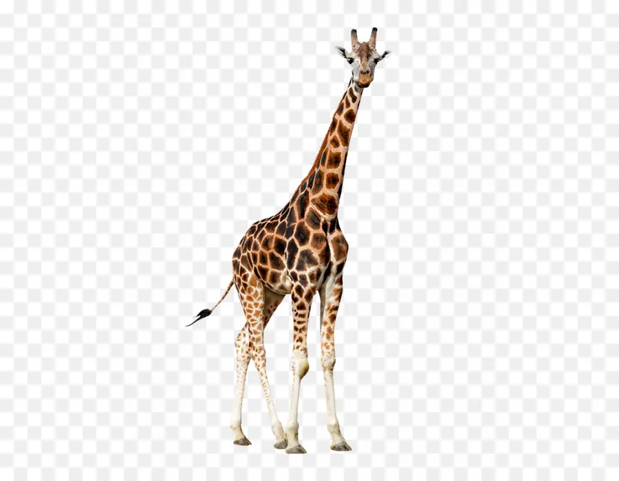 Norte Girafa，Animais PNG