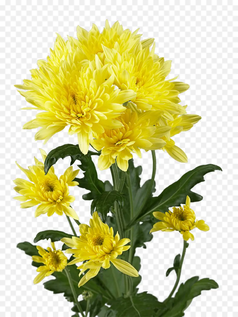 Crisântemo，Cobertor Flores PNG