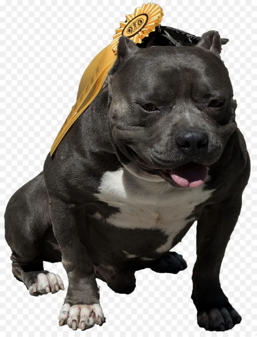 Cachorro，Fita PNG