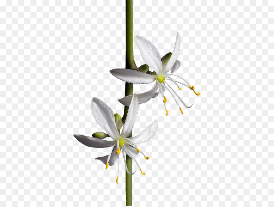 Tinypic，Flor PNG