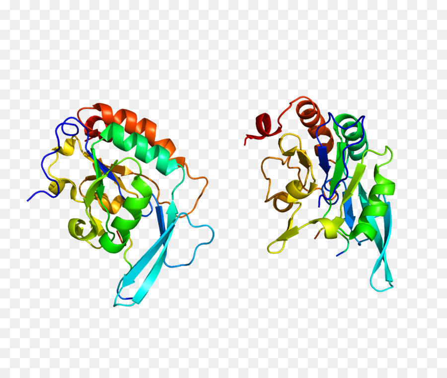 Polr2a，Rna Polimerase Ii PNG