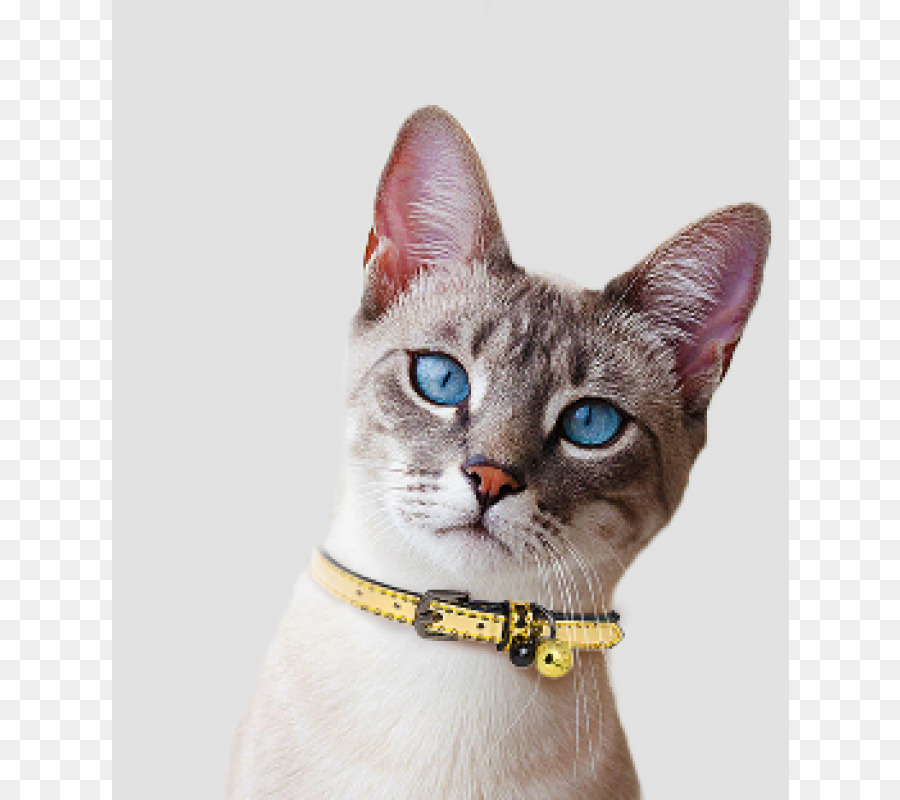 Devon Rex，American Wirehair PNG