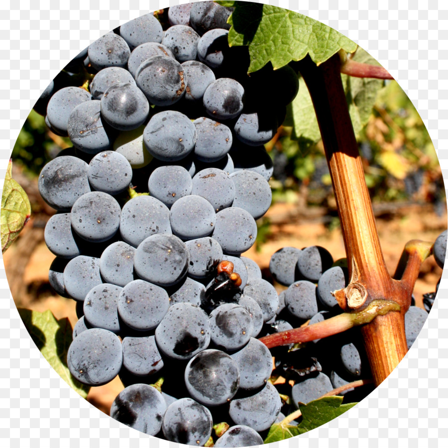 Uva，Alicante Bouschet PNG