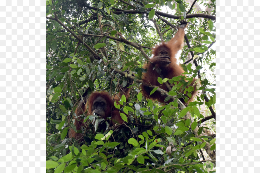 Orangotango，Sumatra Jungle Trek PNG