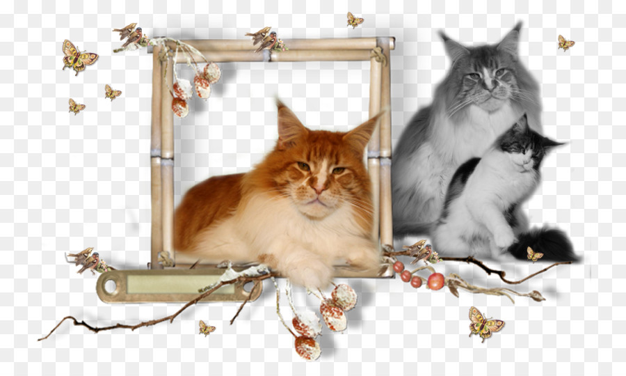 Gatinho，Maine Coon PNG