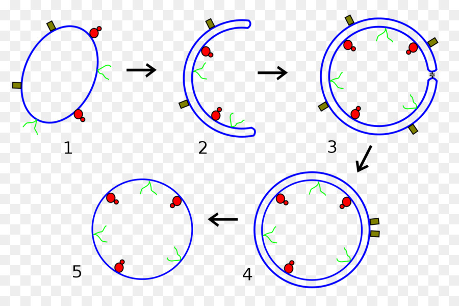 Obcell，O Citoplasma PNG