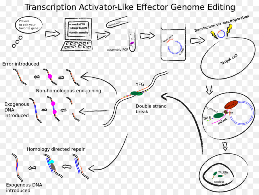 Diagrama De Edição Do Genoma，Adn PNG