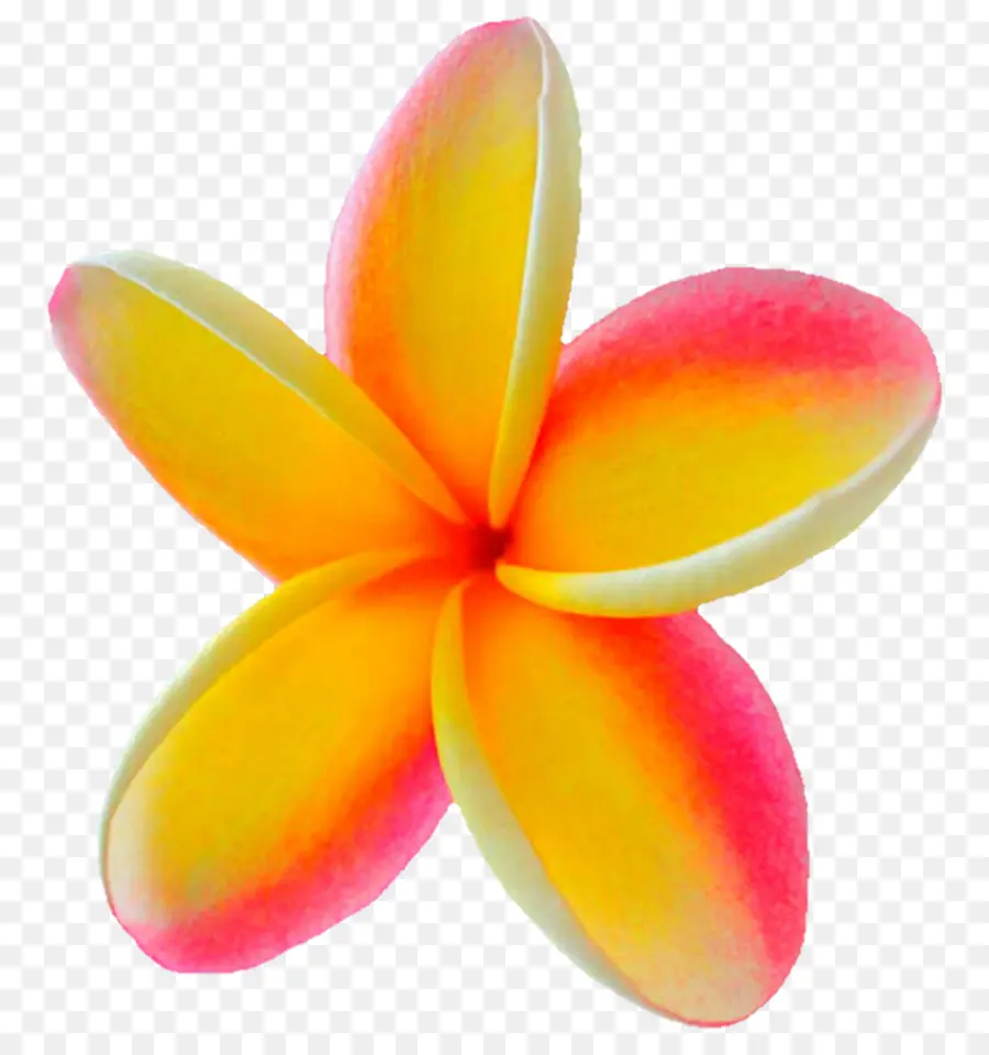 Flor Rosa E Amarela，Pétalas PNG