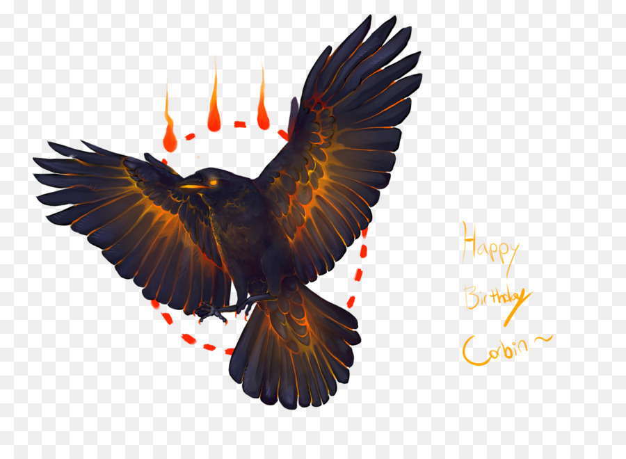 águia Careca，Hawk PNG