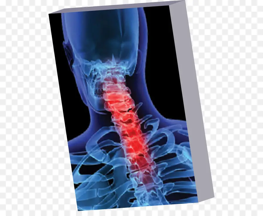 Modelo，Coluna Vertebral PNG