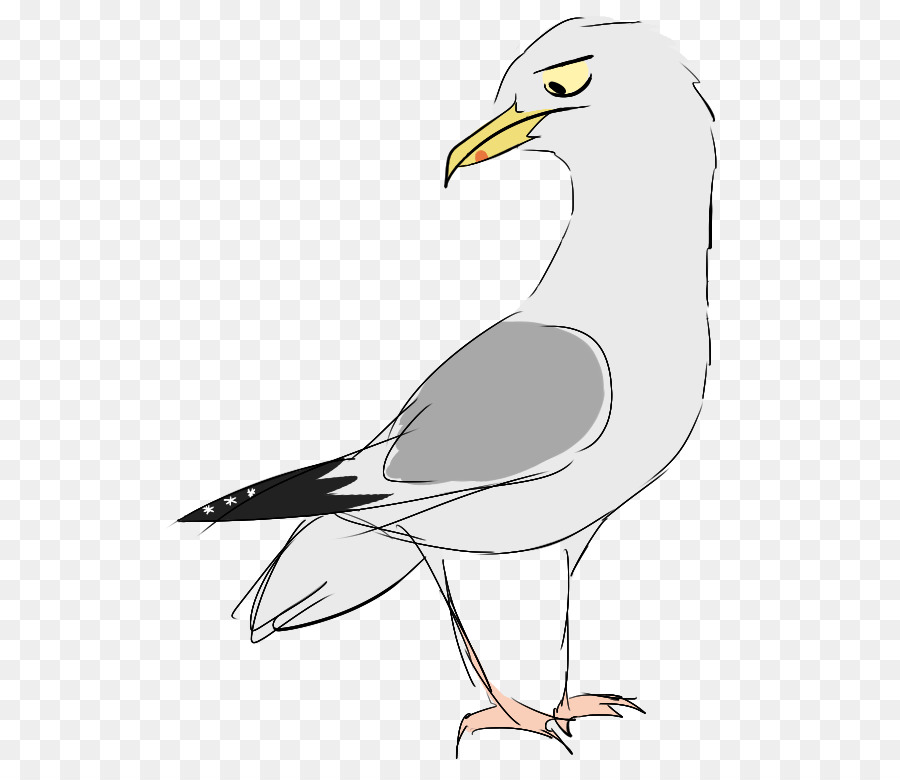 Gaivota，Branco PNG