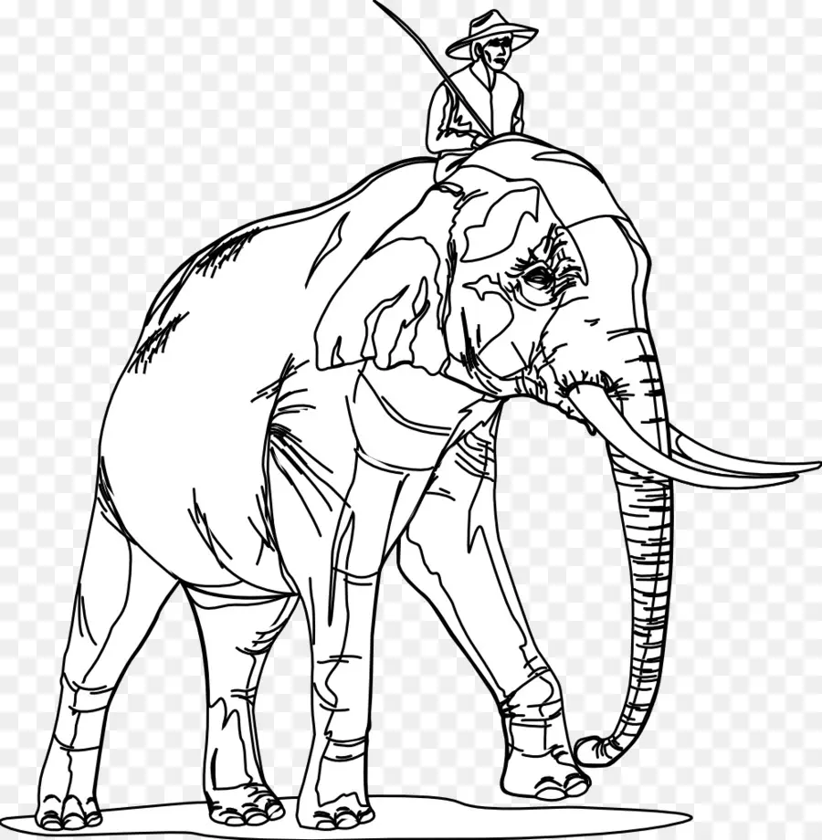 Arte De Linha，Elefante Indiano PNG