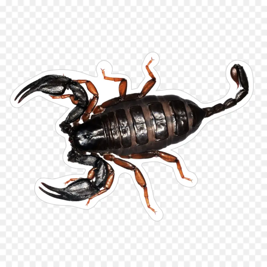 Euscorpius，Euscorpius Flavicaudis PNG