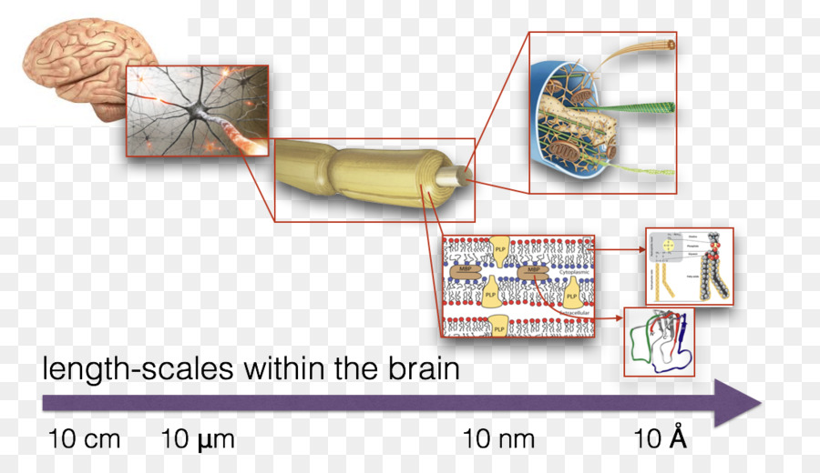 Smallangle Espalhamento De Raio X，Comprimento De Escala PNG