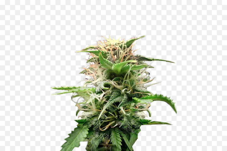 Cannabis，Cultivar PNG