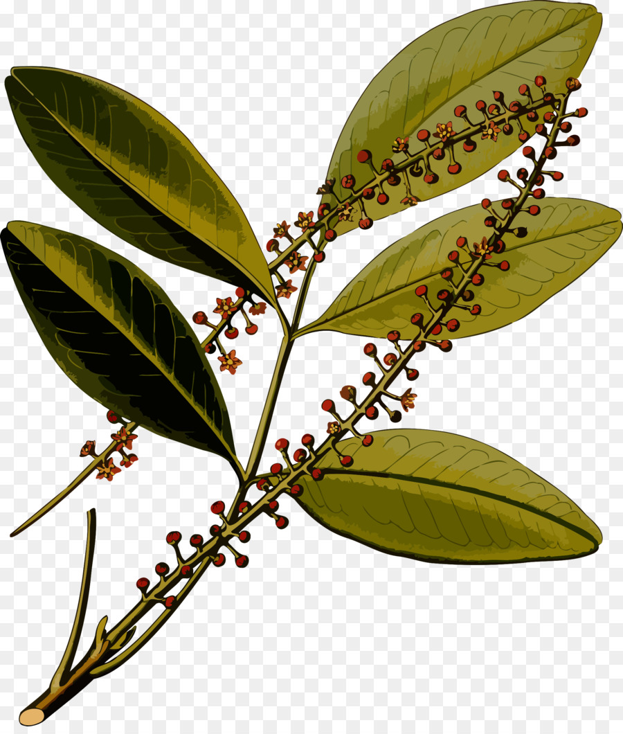 Köhler As Plantas Medicinais，Jaborandi PNG