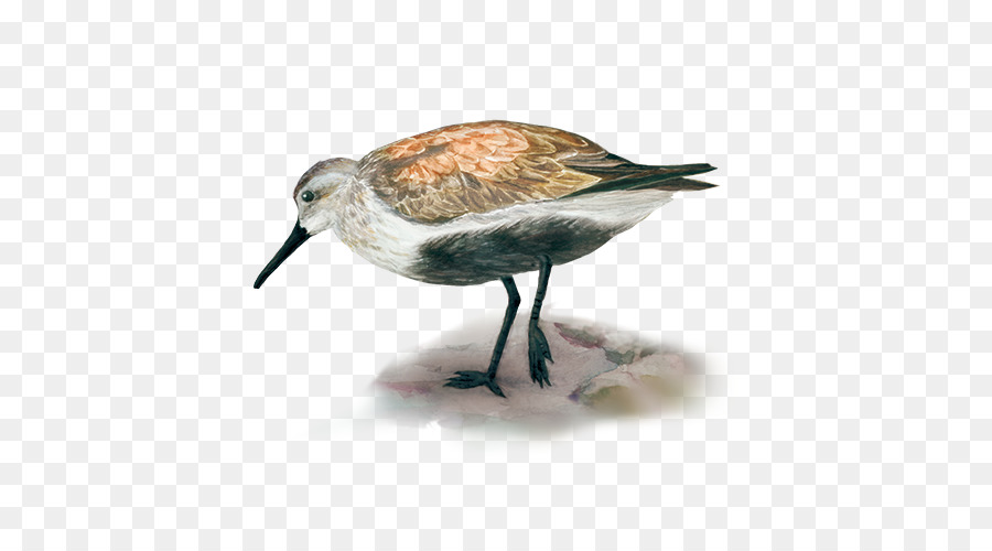 Dunlin，Ruddy Turnstone PNG