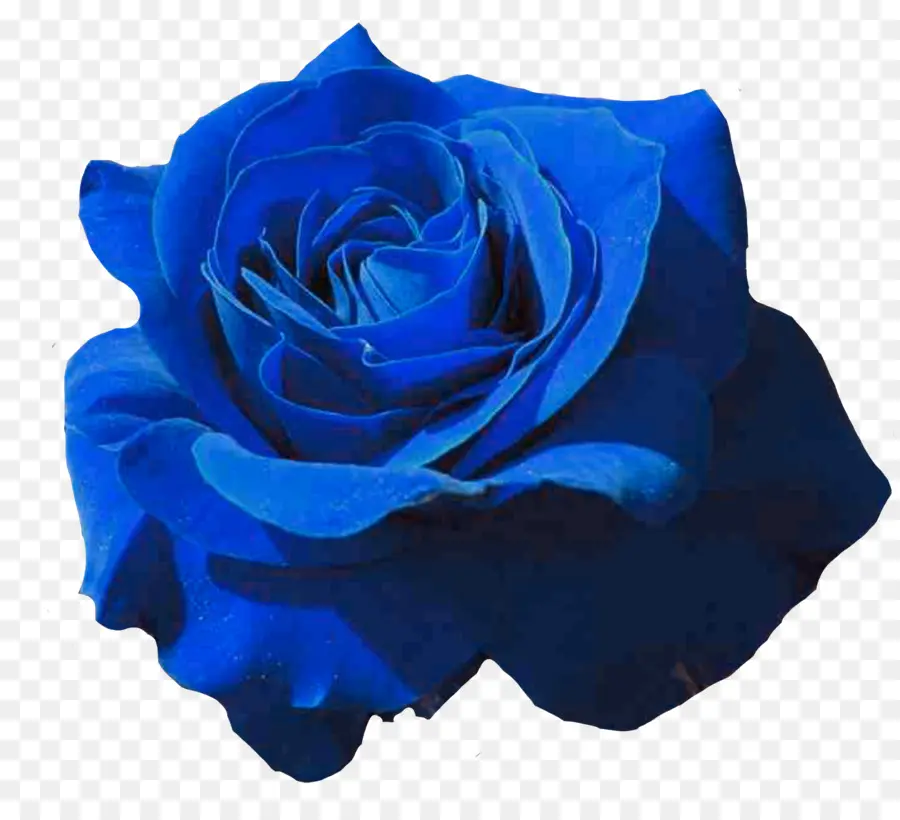 As Rosas Do Jardim，Rosa Azul PNG