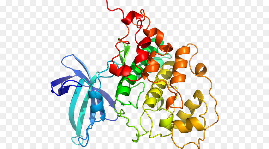 Estrutura Proteica，Biologia PNG