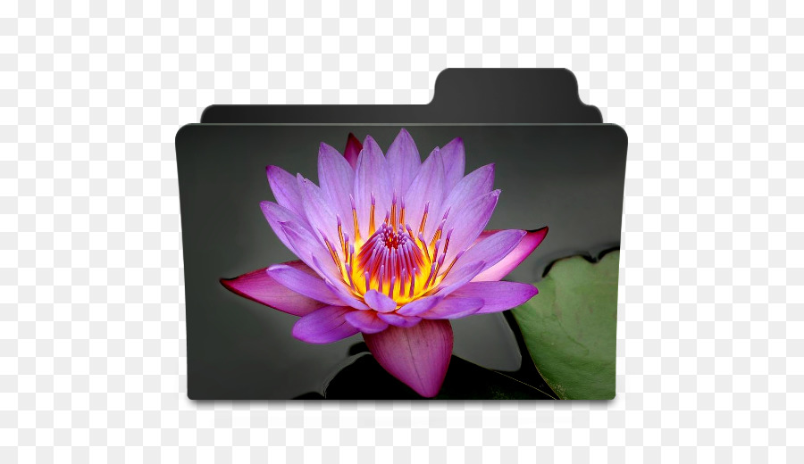 Flor De Lótus，Roxo PNG