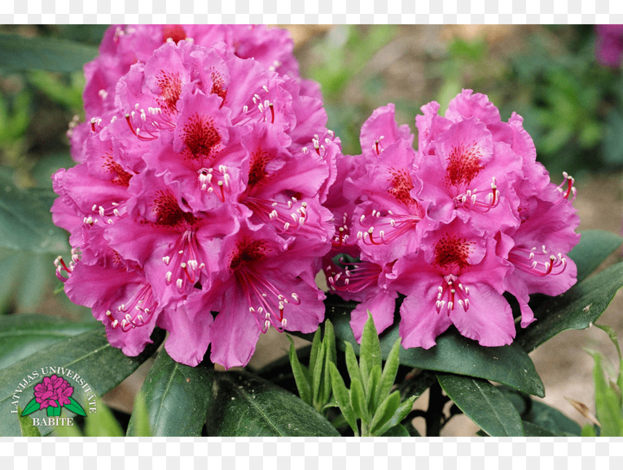 Azalea，Rododendro PNG