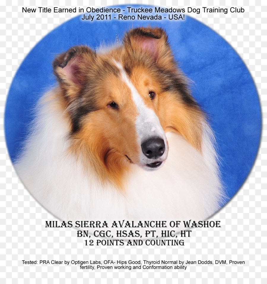 Rough Collie，Shetland Sheepdog PNG