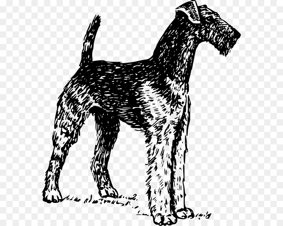 Airedale Terrier，Bull Terrier PNG