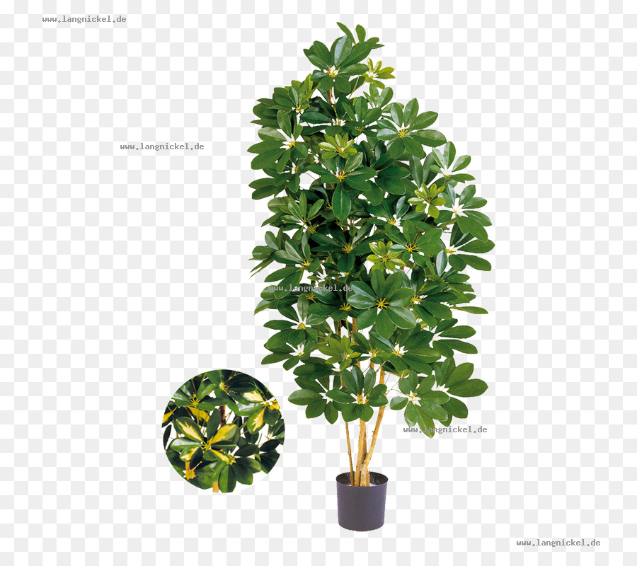 árvore，Schefflera Actinophylla PNG