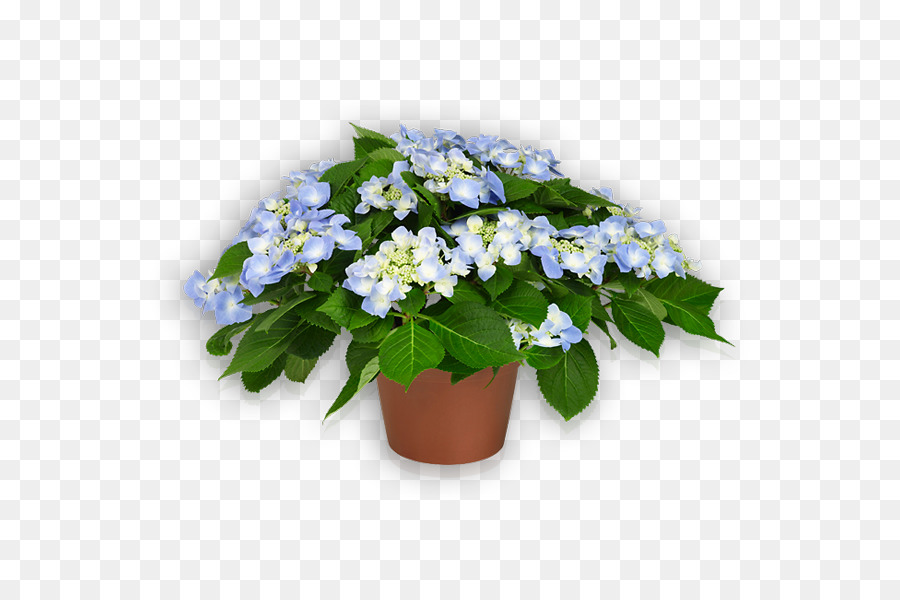 Hortênsia Azul，Planta Em Vaso PNG