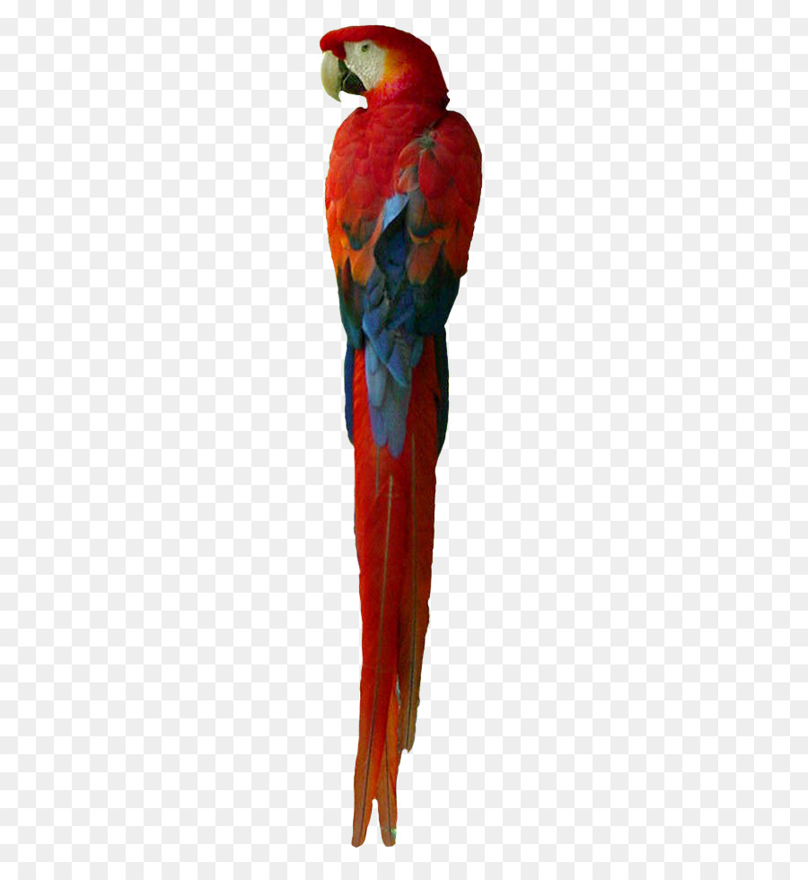 Papagaio，Colorido PNG