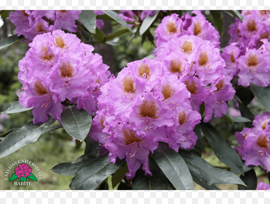 Rododendro，Violeta PNG