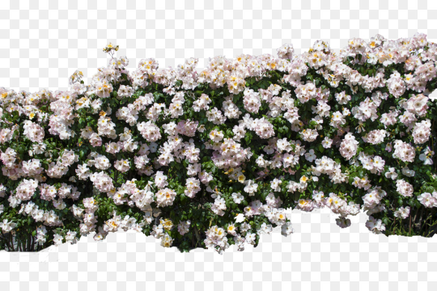 Parede，Rosa Multiflora PNG
